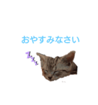 ちももんたむワン（個別スタンプ：6）
