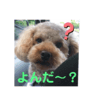 トイプードル MOCAちゃん（個別スタンプ：2）