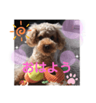 トイプードル MOCAちゃん（個別スタンプ：6）
