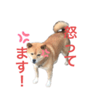 ギンちゃんすたんぷ（個別スタンプ：1）