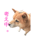 ギンちゃんすたんぷ（個別スタンプ：2）