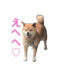 ギンちゃんすたんぷ（個別スタンプ：3）