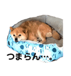 ギンちゃんすたんぷ（個別スタンプ：4）