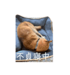 ギンちゃんすたんぷ（個別スタンプ：5）