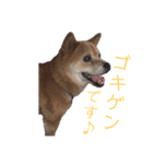 ギンちゃんすたんぷ（個別スタンプ：7）