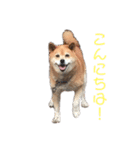 ギンちゃんすたんぷ（個別スタンプ：8）
