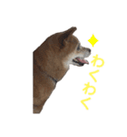 ギンちゃんすたんぷ（個別スタンプ：9）