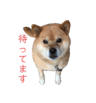 ギンちゃんすたんぷ（個別スタンプ：17）