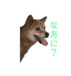 ギンちゃんすたんぷ（個別スタンプ：22）