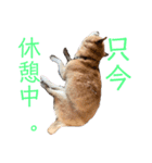 ギンちゃんすたんぷ（個別スタンプ：24）