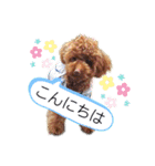 トイプードル・レオン（個別スタンプ：2）