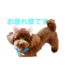 トイプードル・レオン（個別スタンプ：4）