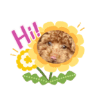 トイプードル・レオン（個別スタンプ：5）