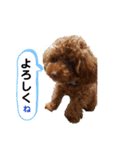 トイプードル・レオン（個別スタンプ：11）