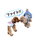 トイプードル・レオン（個別スタンプ：18）