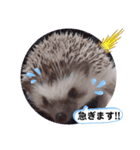 ハリネズミ ちむちむ君だよ（個別スタンプ：1）