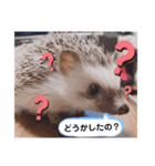 ハリネズミ ちむちむ君だよ（個別スタンプ：2）