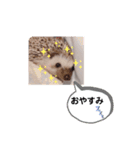 ハリネズミ ちむちむ君だよ（個別スタンプ：5）