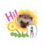 ハリネズミ ちむちむ君だよ（個別スタンプ：8）
