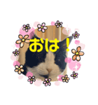 我が家にゃん6（個別スタンプ：1）