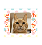 我が家にゃん6（個別スタンプ：2）