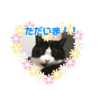 我が家にゃん6（個別スタンプ：4）