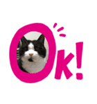 我が家にゃん6（個別スタンプ：6）