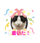 我が家にゃん6（個別スタンプ：8）