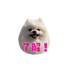 ゆるぱる（個別スタンプ：3）