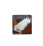 ゆるぱる（個別スタンプ：4）