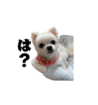 ゆるぱる（個別スタンプ：16）