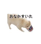 ゆるぱる（個別スタンプ：17）
