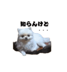 ゆるぱる（個別スタンプ：19）