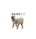 ゆるぱる（個別スタンプ：29）