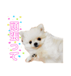 メー君スタンプ（個別スタンプ：6）