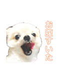 メー君スタンプ（個別スタンプ：12）