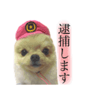 メー君スタンプ（個別スタンプ：24）