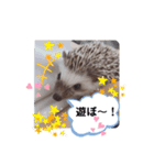 ハリネズミ ちむちむ君だよ4（個別スタンプ：1）