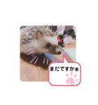 ハリネズミ ちむちむ君だよ4（個別スタンプ：2）