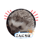 ハリネズミ ちむちむ君だよ4（個別スタンプ：3）