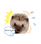 ハリネズミ ちむちむ君だよ4（個別スタンプ：4）