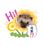 ハリネズミ ちむちむ君だよ4（個別スタンプ：5）