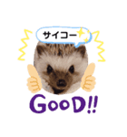 ハリネズミ ちむちむ君だよ4（個別スタンプ：6）