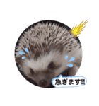 ハリネズミ ちむちむ君だよ4（個別スタンプ：8）