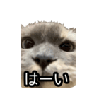 いつでもぽんちゃん（個別スタンプ：1）