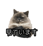 いつでもぽんちゃん（個別スタンプ：3）
