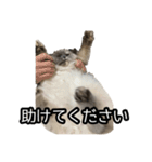 いつでもぽんちゃん（個別スタンプ：4）