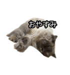 いつでもぽんちゃん（個別スタンプ：6）