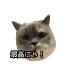 いつでもぽんちゃん（個別スタンプ：7）