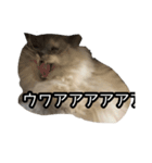 いつでもぽんちゃん（個別スタンプ：8）